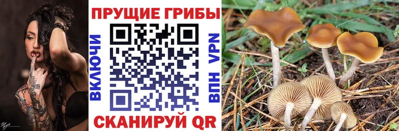 Галлюциногенные грибы ЛСД  Луза 